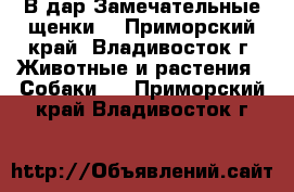 В дар!Замечательные щенки! - Приморский край, Владивосток г. Животные и растения » Собаки   . Приморский край,Владивосток г.